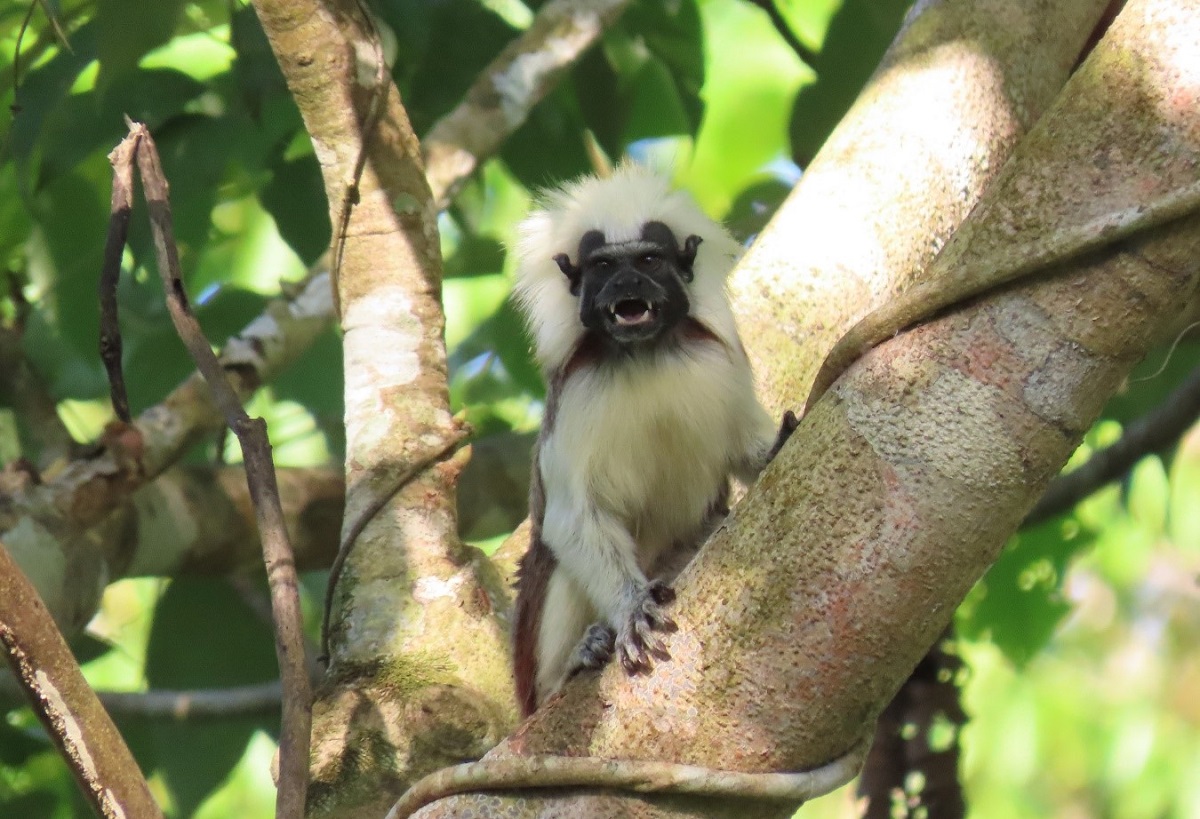 La imagen muestra a un pequeño mono Tití blanco con detalles negros en la cara, con expresión amenazante, con los dientes descubiertos, sentado en un árbol el cual es de tronco marrón con marcas blanquecinas.