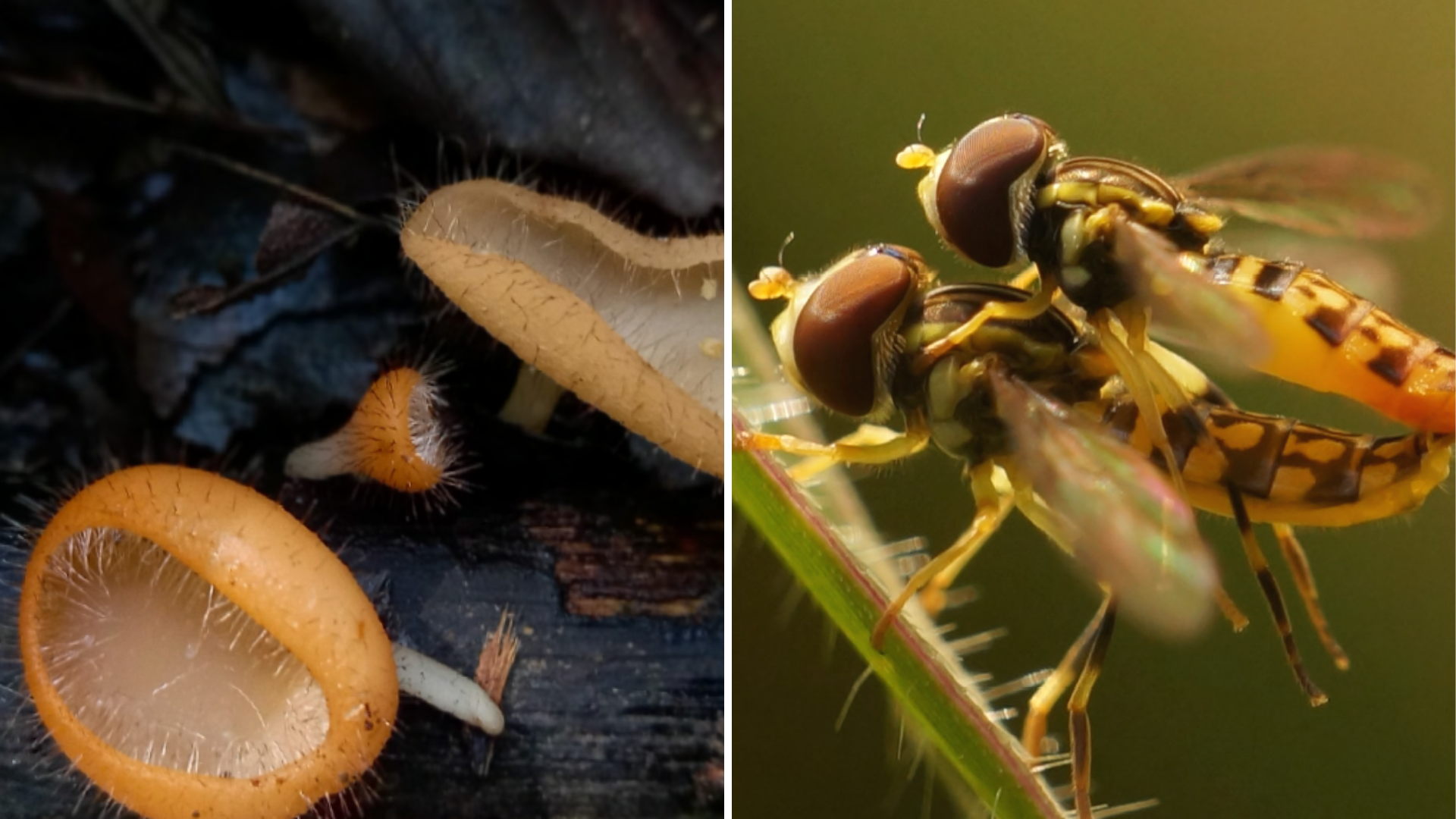 Una guía para conocer los insectos y hongos de Porce II y Porce III