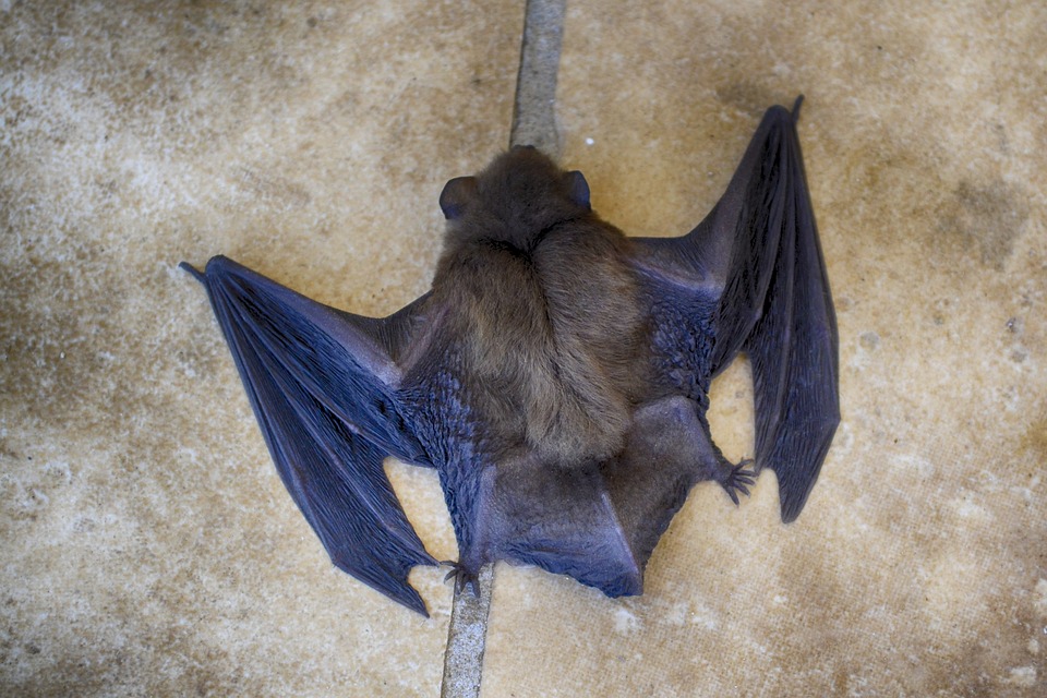 Rhinolophus ferrumequinum or greater horseshoe bat