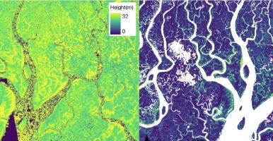 New map reveals key mangrove data 