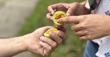 Sobre un fondo desenfocado, dos manos sostienen y comparten una fruta partida