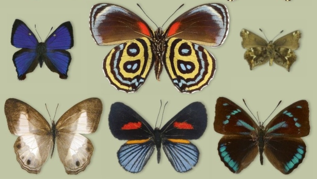 Una guía de la diversidad de mariposas de Colombia