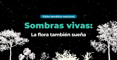 Visita temática nocturna. Sombras vivas: la flora también sueña