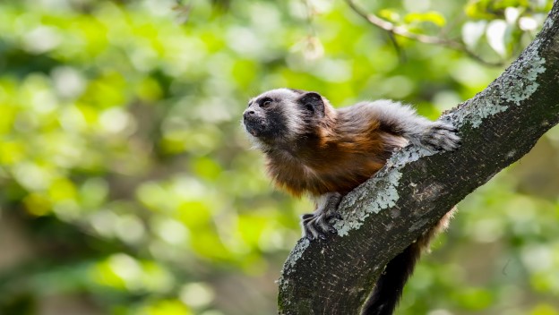 Diciembre, una fiesta para cuidar también la fauna doméstica y silvestre
