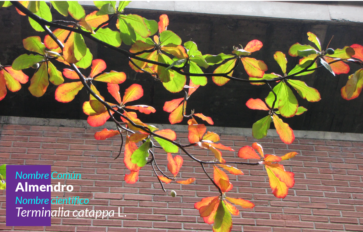 Árbol Almendro