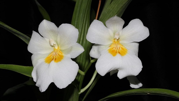 En la floración está la riqueza de las orquídeas