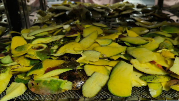 Cáscara de mango, con potencial para elaborar empaques biodegradables