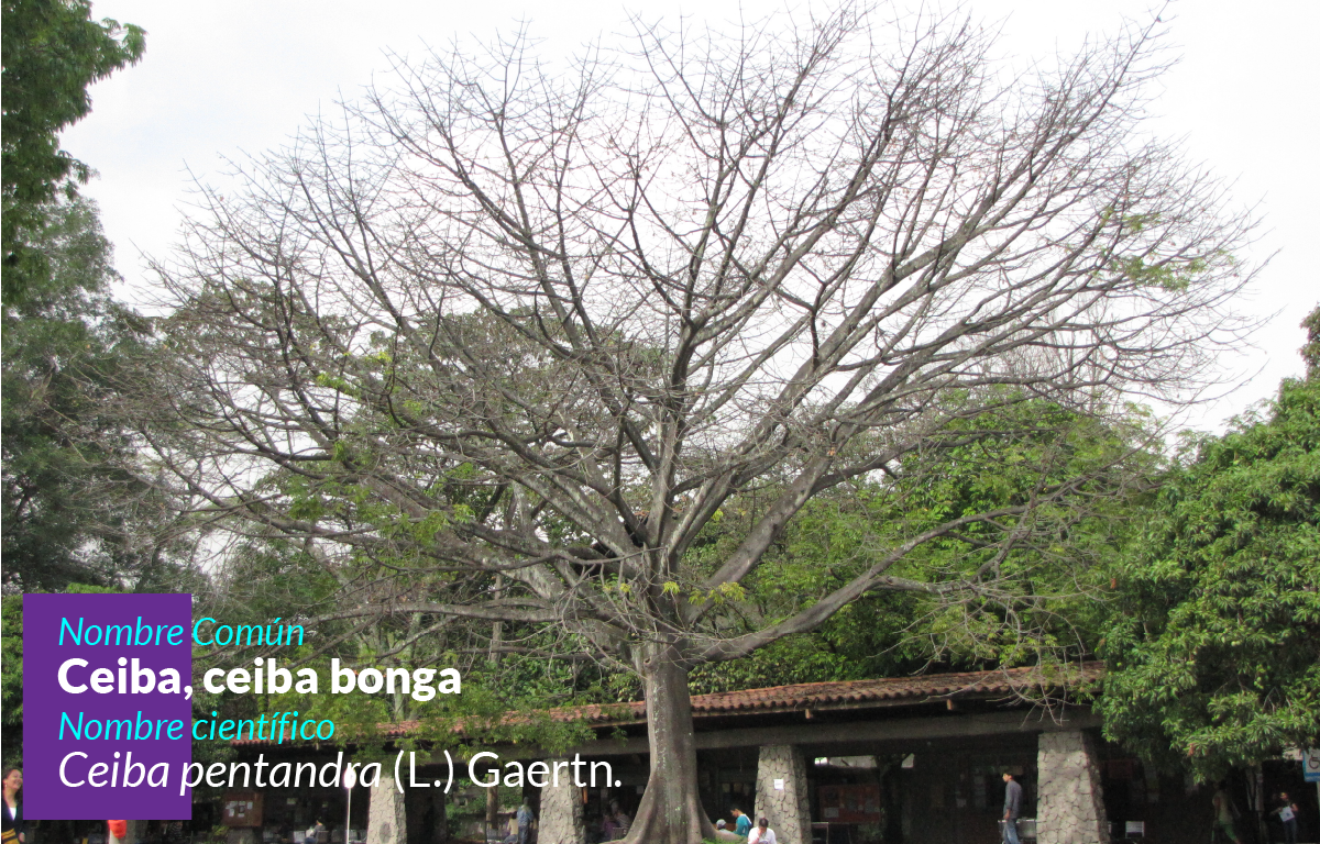 Árbol Ceiba