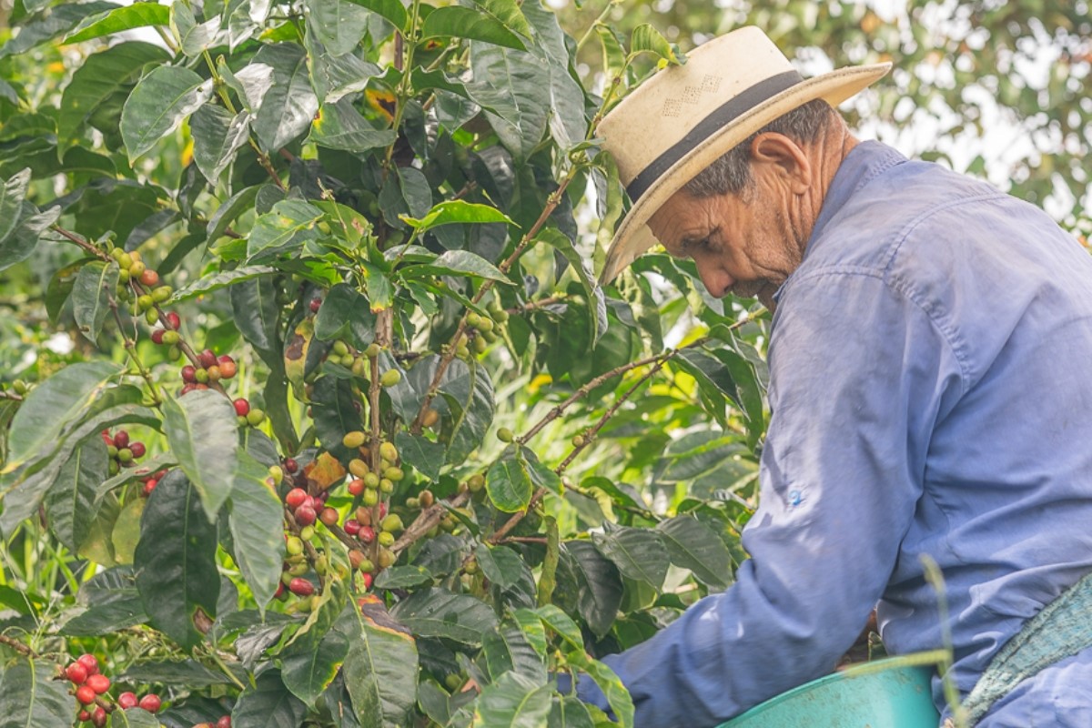 A person picking coffee beans from a tree

Description automatically generated