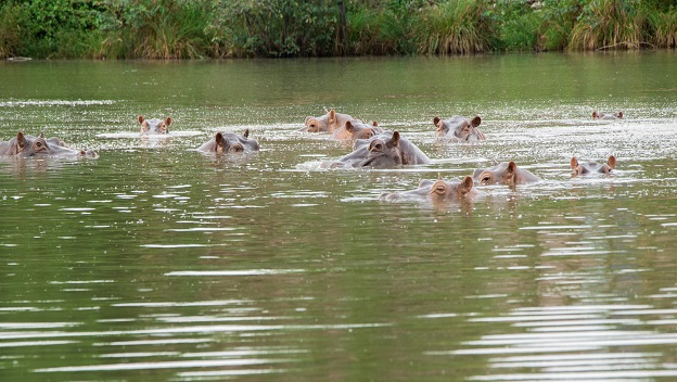 Manada de hipopótamos en el Magdalena Medio